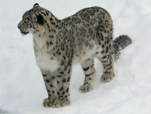 snow-leopard_1