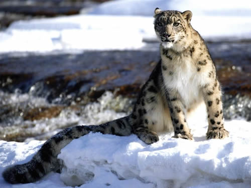 snow-leopard_2