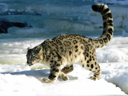snow-leopard_5
