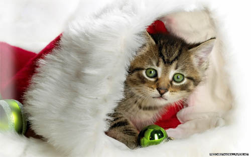 Wallpaper-christmas-kitty in Beautiful Christmas Pictures and Creative Christmas Designs