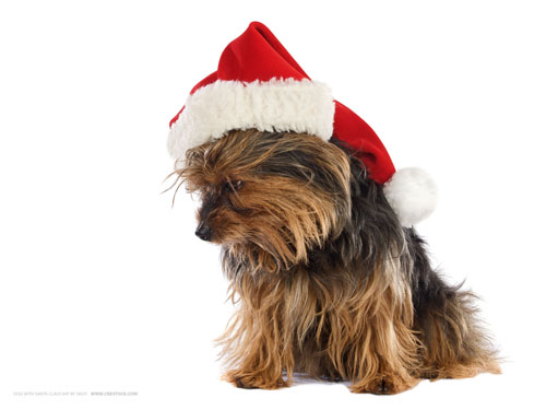 Wallpaper-dog-santa-hat in Beautiful Christmas Pictures and Creative Christmas Designs