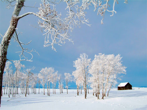 Wallpaper-landscape-winter-snow-trees-3 in Beautiful Christmas Pictures and Creative Christmas Designs