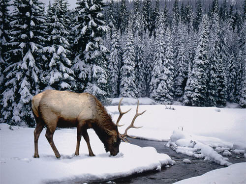 Wallpaper-winter-landscape-stag in Beautiful Christmas Pictures and Creative Christmas Designs