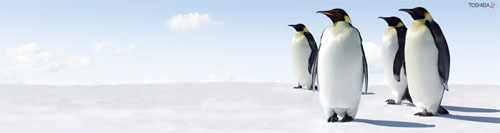 Wallpaper-winter-penguins-triple-monitor in Beautiful Christmas Pictures and Creative Christmas Designs