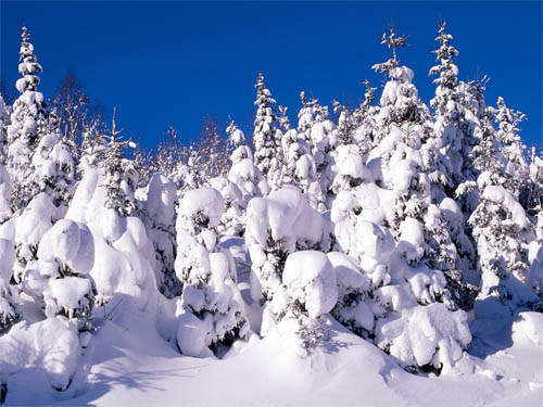 Wallpapers-landscape-winter-snow-covered-spruce-trees in Beautiful Christmas Pictures and Creative Christmas Designs