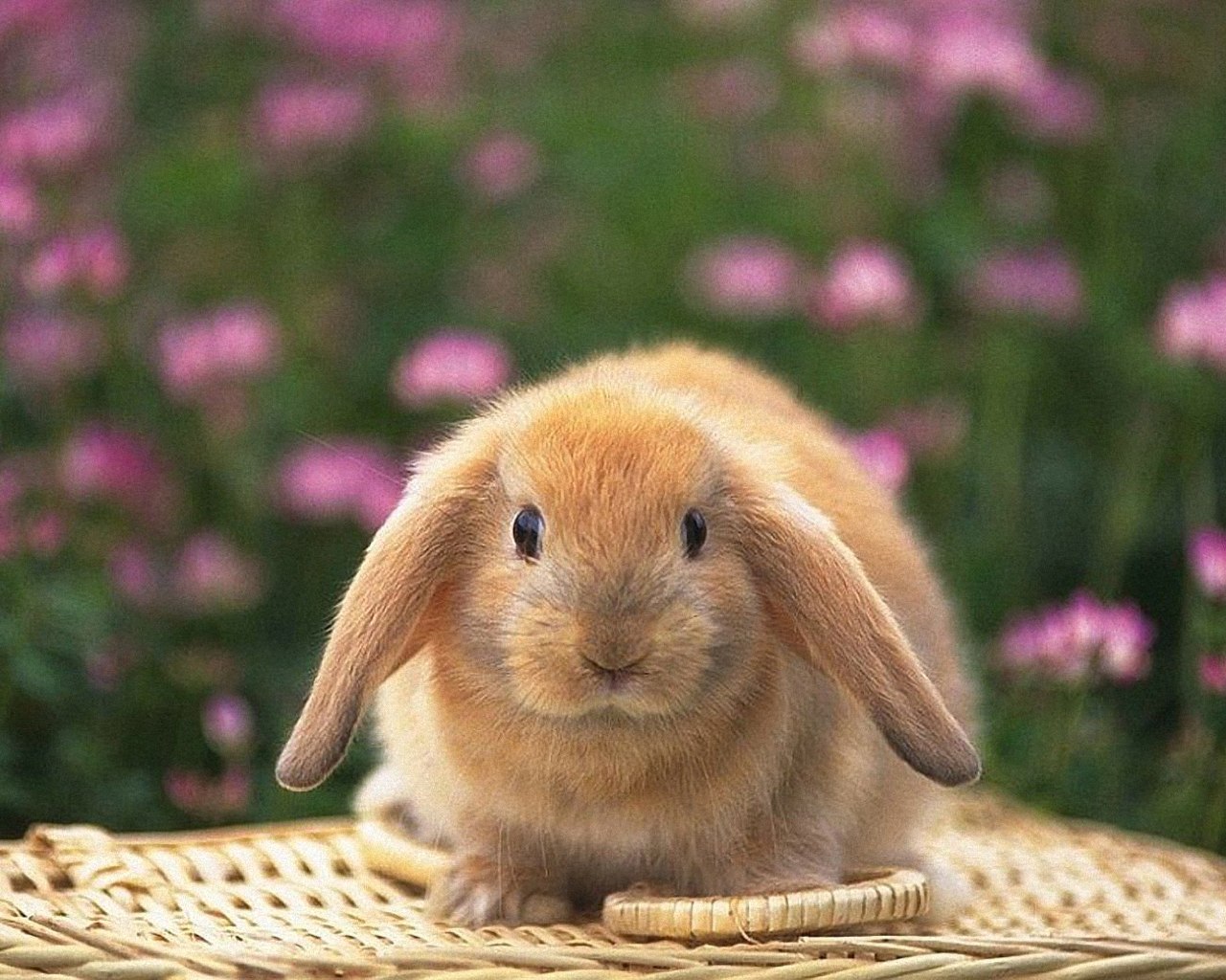 Brown Easter Rabbit