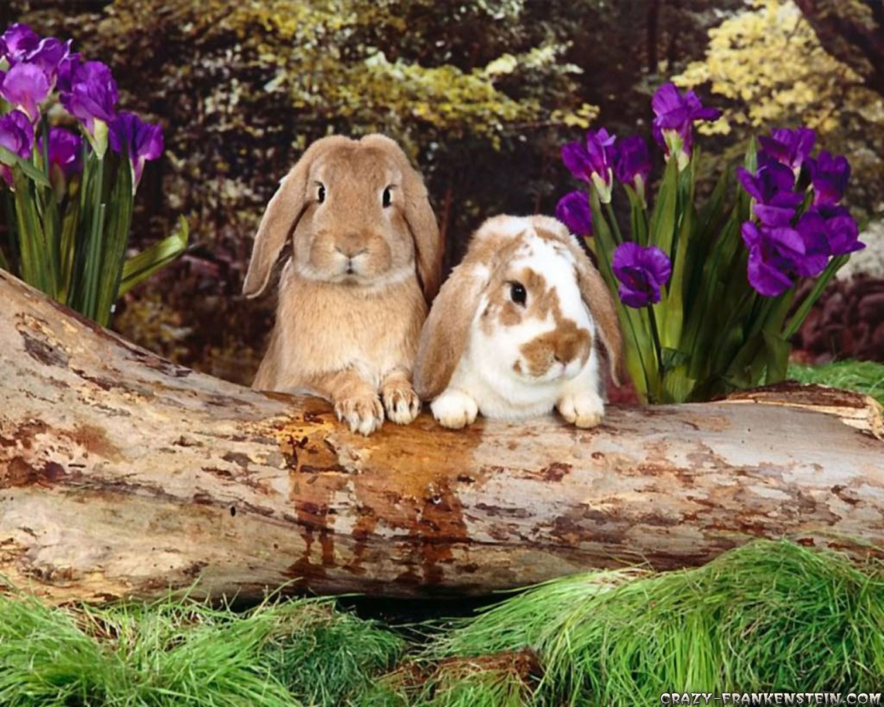 Happy Easter Rabbit at Forest wallpaper