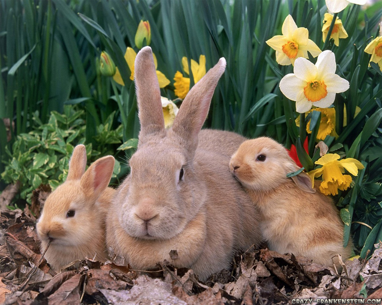 Happy Three Easter Rabbits wallpaper