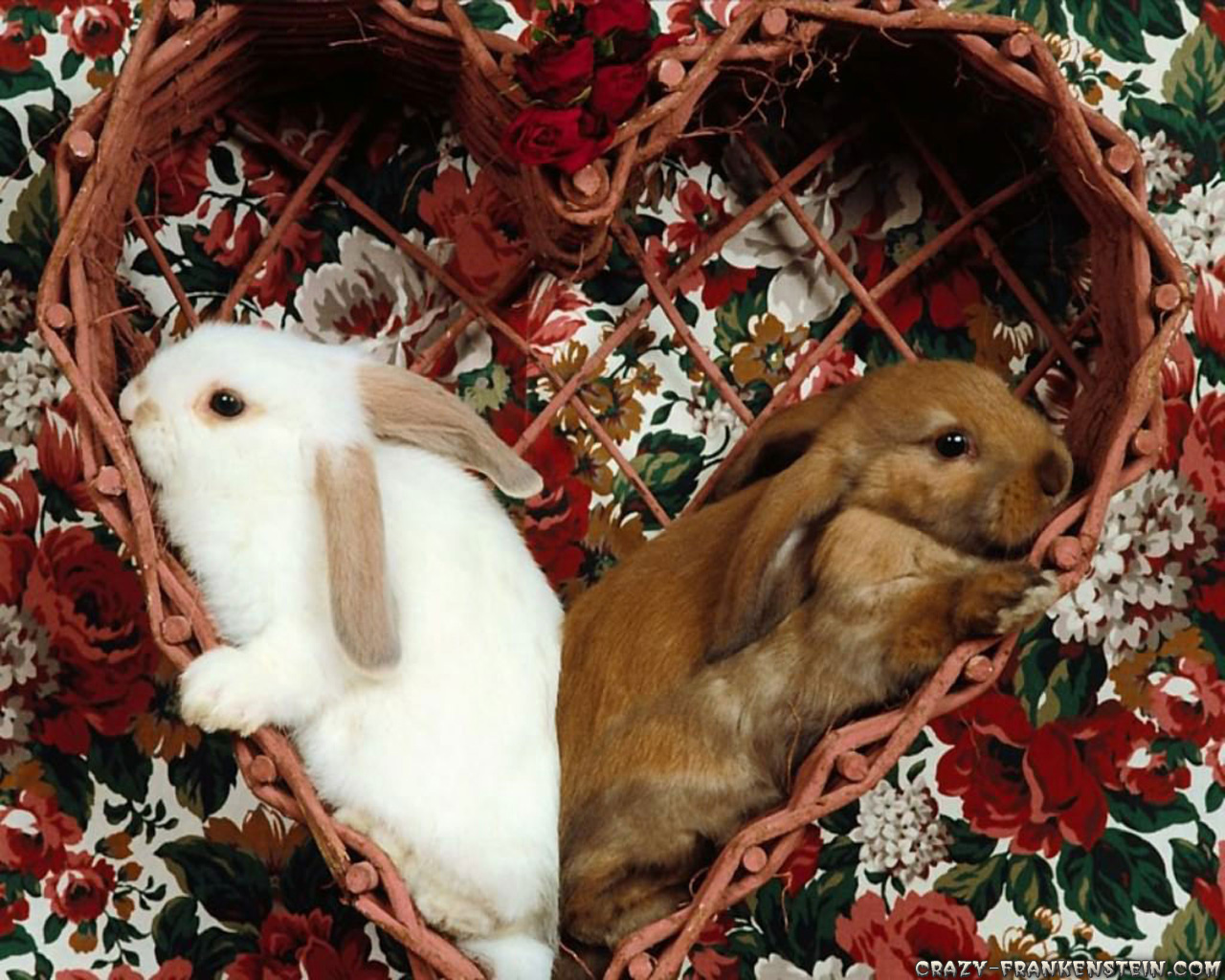 Happy Two Rabbit wallpaper