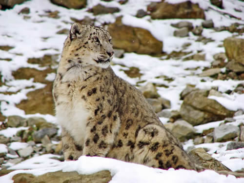 snow-leopard_4