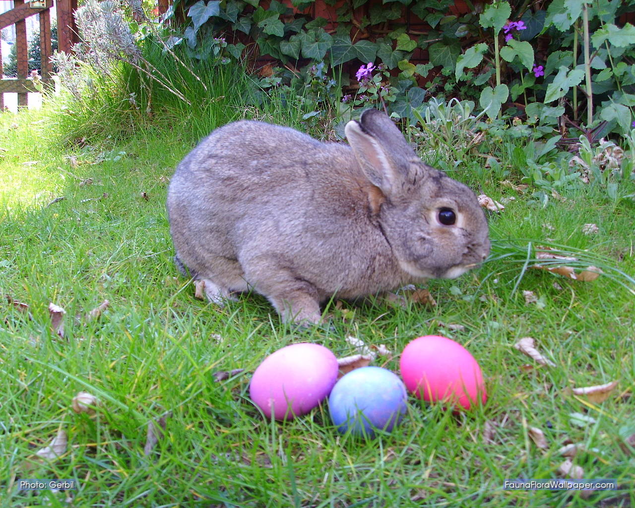 Easter Bunny and Coloured Eggs