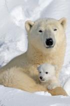 Polar-família