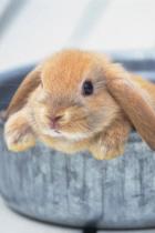 adorabile coniglietto-