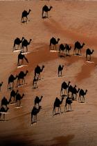camelos