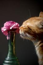 cat-blomst
