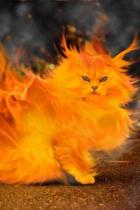 fire-cat