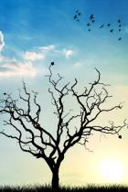 árvore de aves