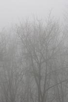 árbol en la niebla